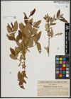 Foto von Salix triandra L.